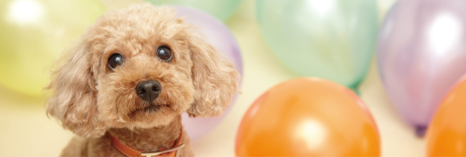 Kiss Me ! Mommy ♥〜小型犬用犬服販売サイト〜吉印ヒトイヌ慈善互助組合のスライド画像その2